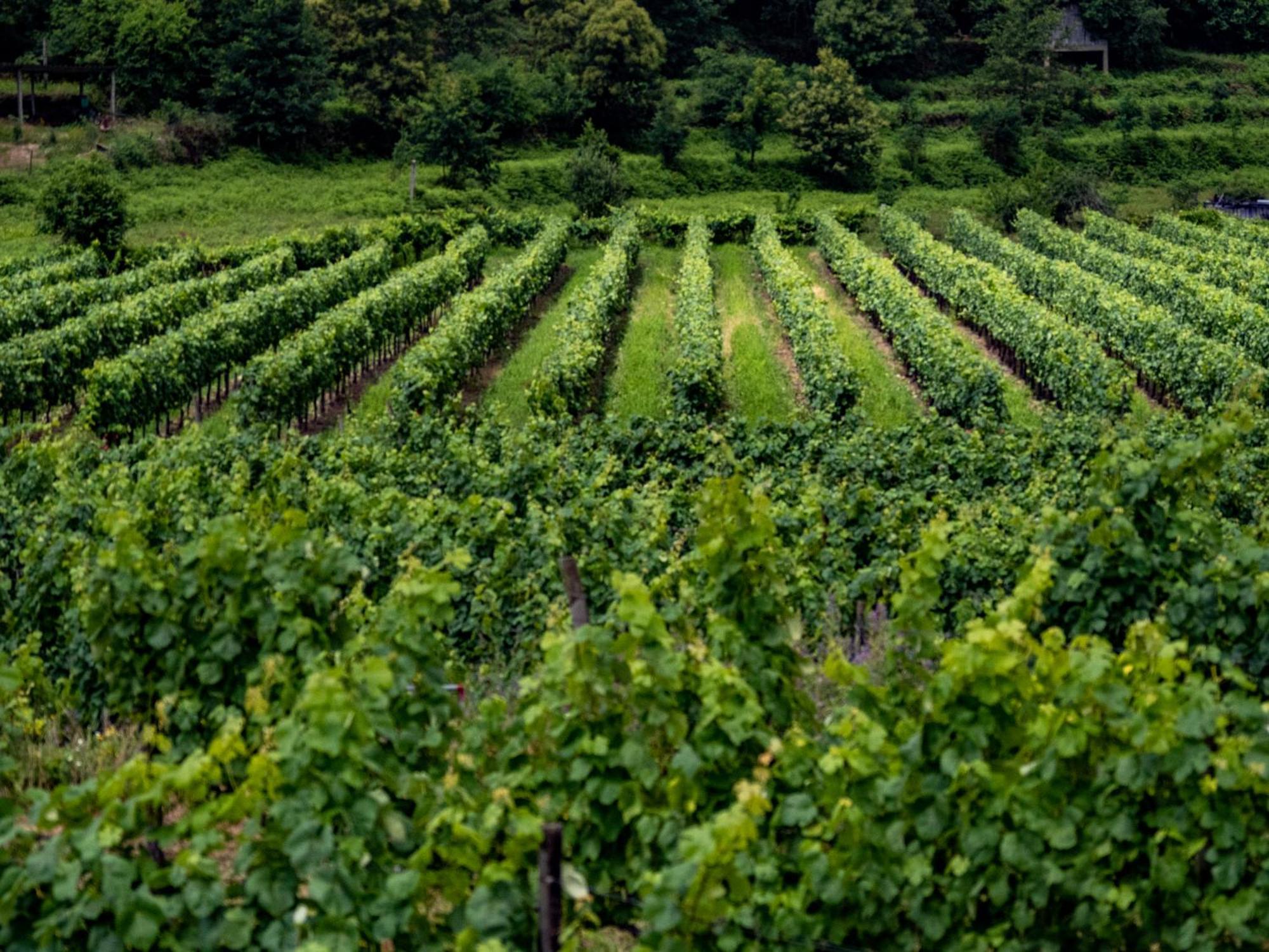 Quinta De Cypriano - Wine & Nature Ponte da Barca Zewnętrze zdjęcie