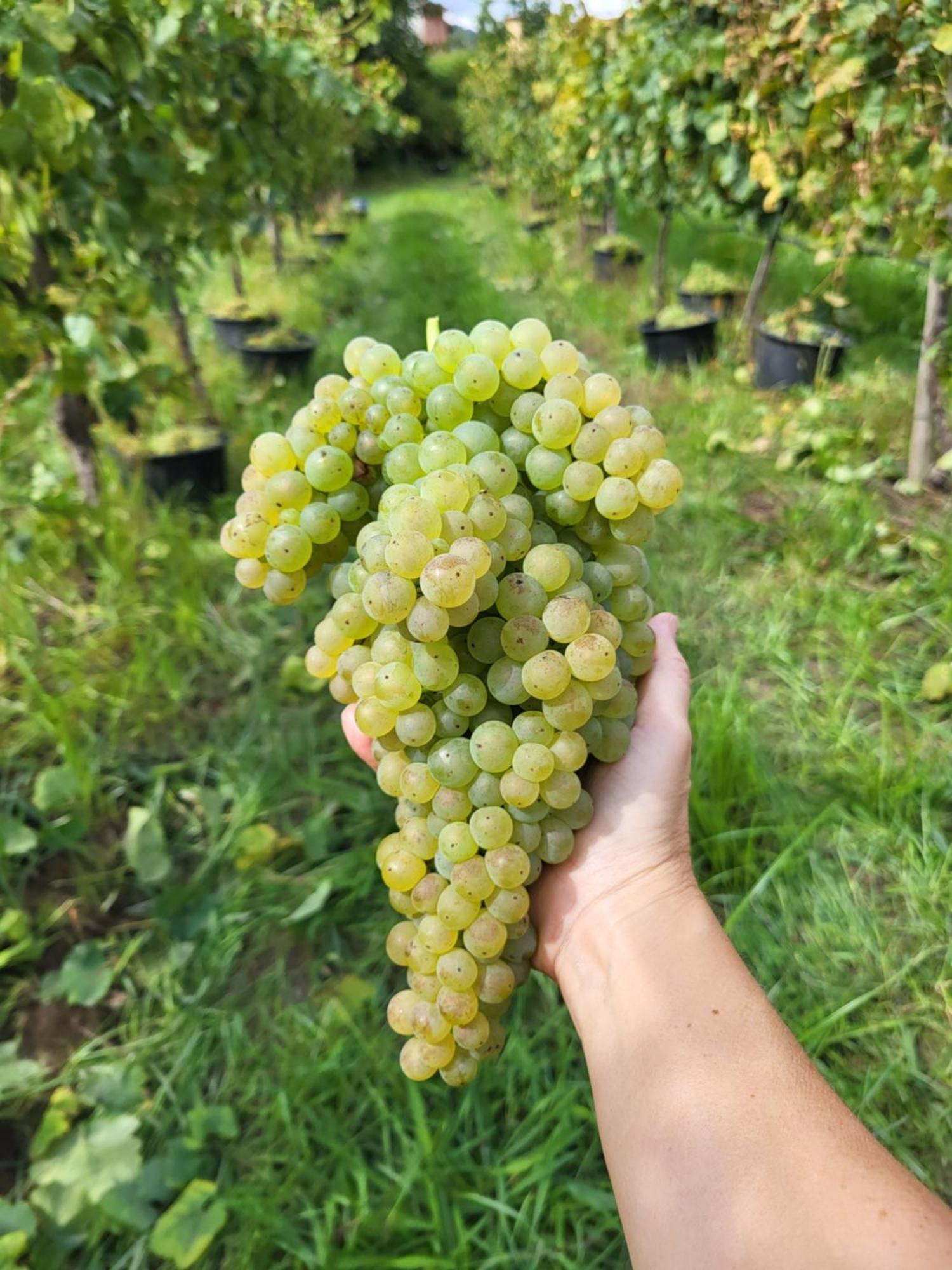 Quinta De Cypriano - Wine & Nature Ponte da Barca Zewnętrze zdjęcie